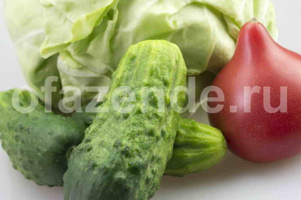 Особенности выращивания овощных культур (капуста, перец, огурцы)